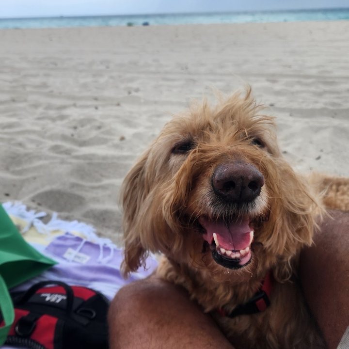A curly golden doodle at the beach