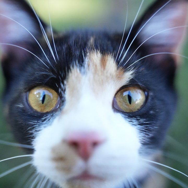 A calico cat with big eyes