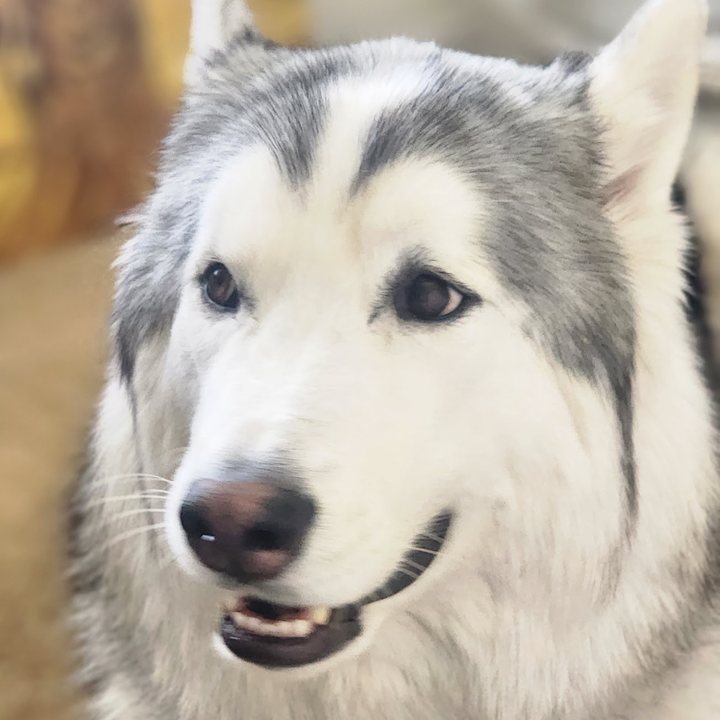 A smiling husky